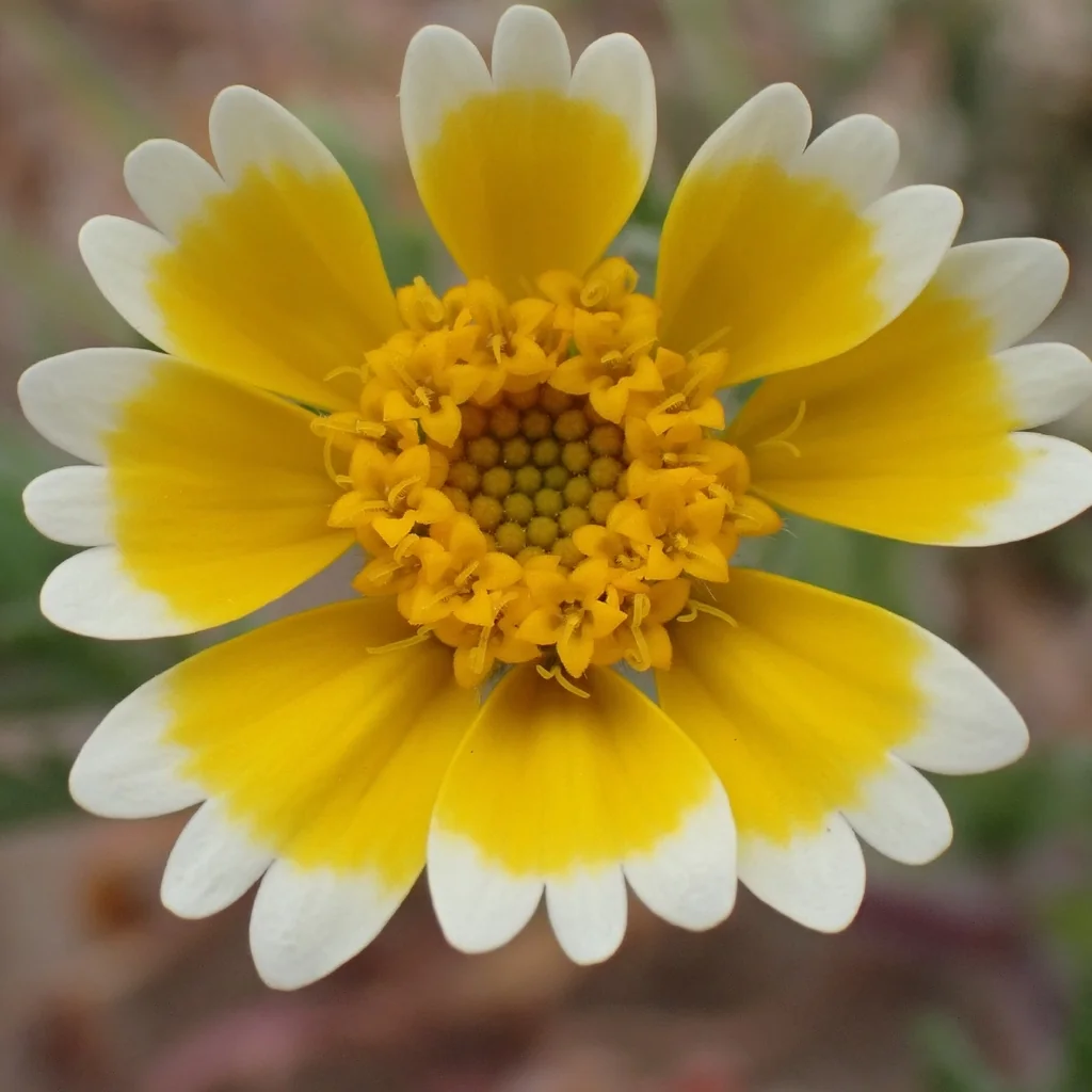 Layia Platyglossa