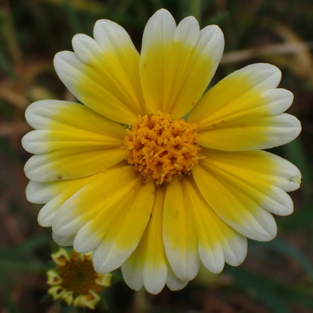 Layia Platyglossa