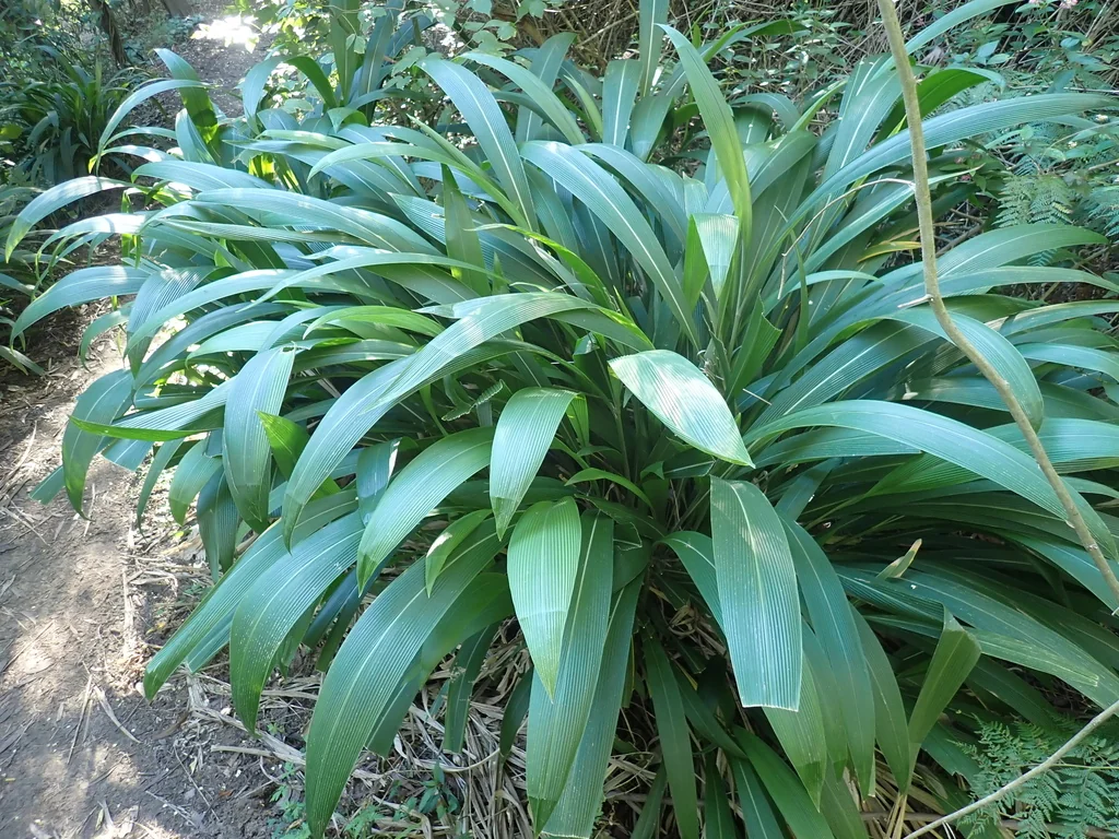 Setaria Palmifolia