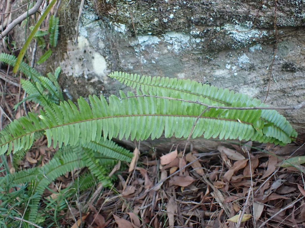 Nephrolepis cordifolia