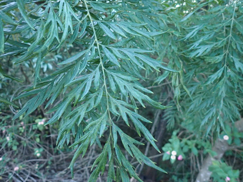 Grevillea Robusta