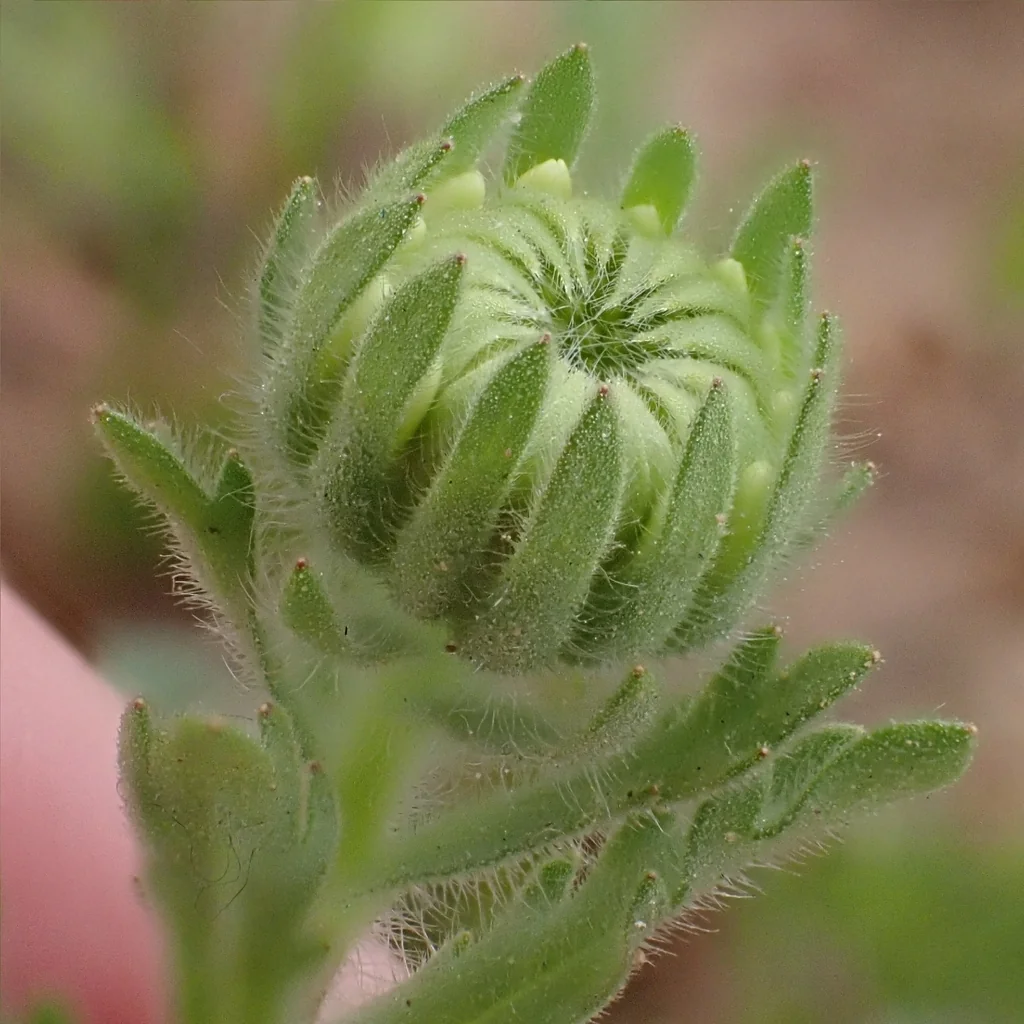 Layia Platyglossa