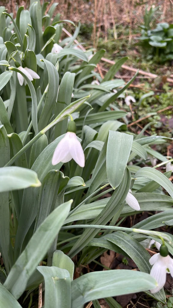 Galanthus Elwesii