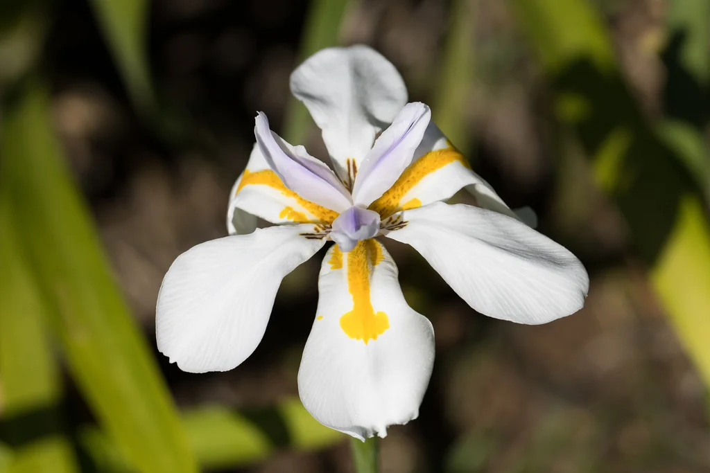 Dietes Grandiflora