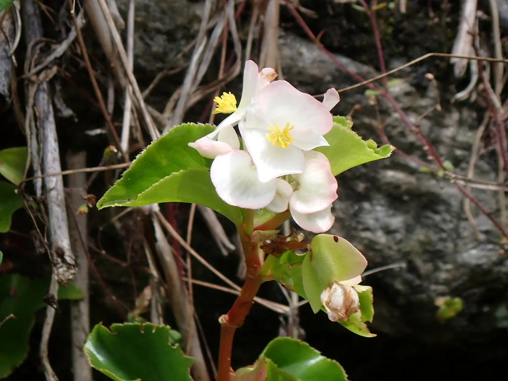 Begonia semperflorens