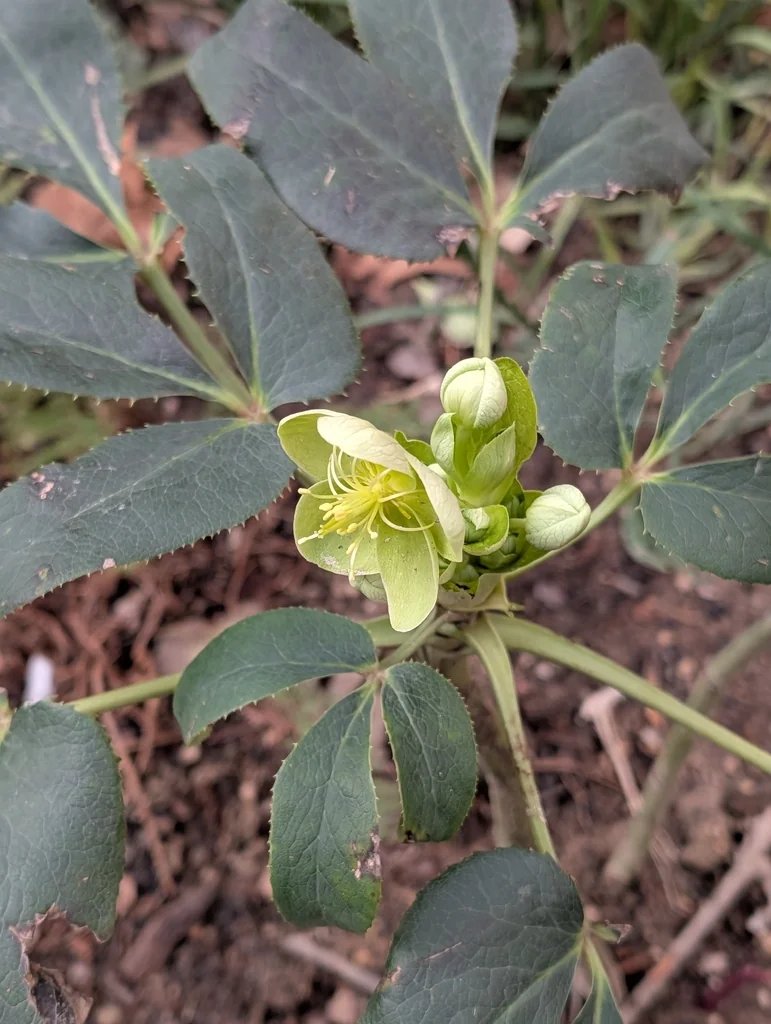 Helleborus Argutifolius