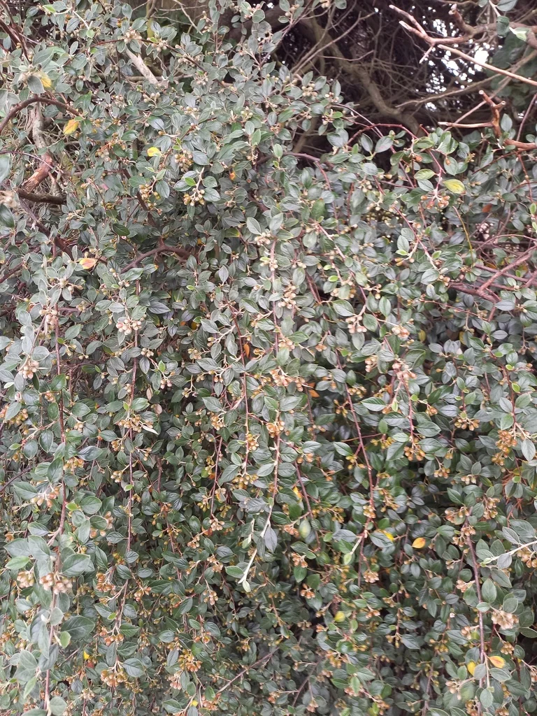 Cotoneaster Franchetii
