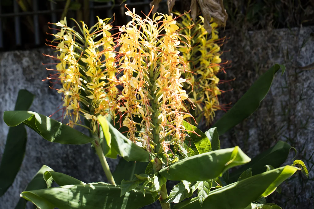 Hedychium Gardnerianum
