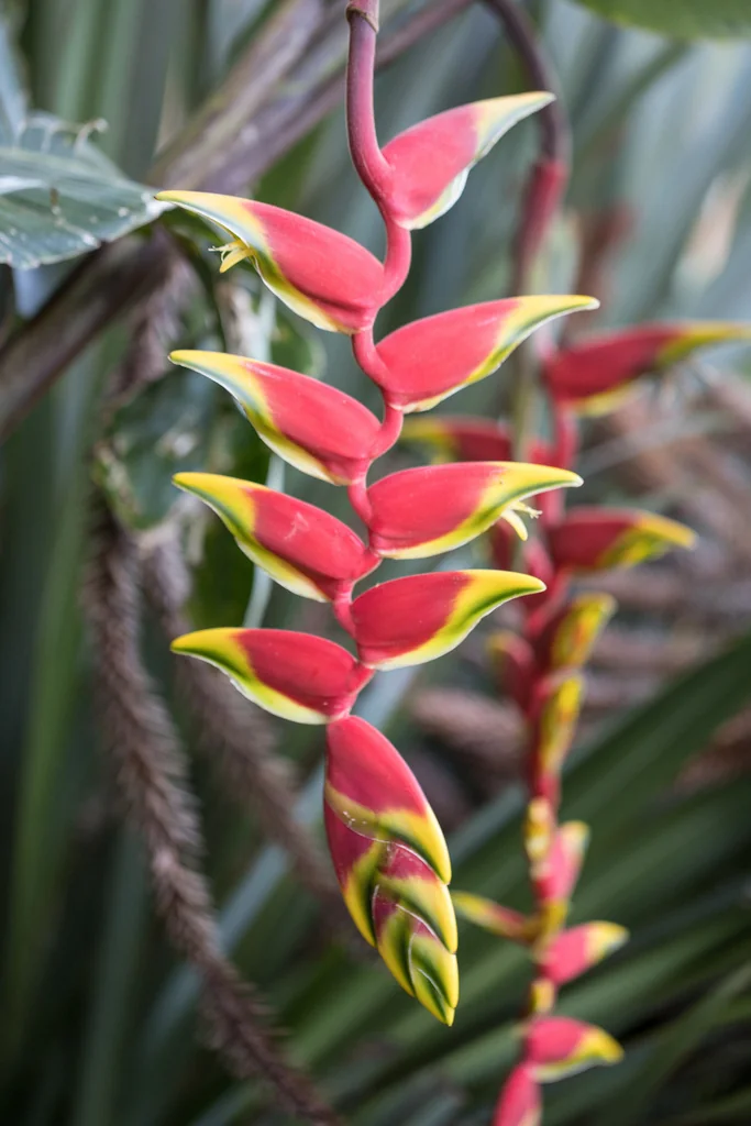 Heliconia Rostrata