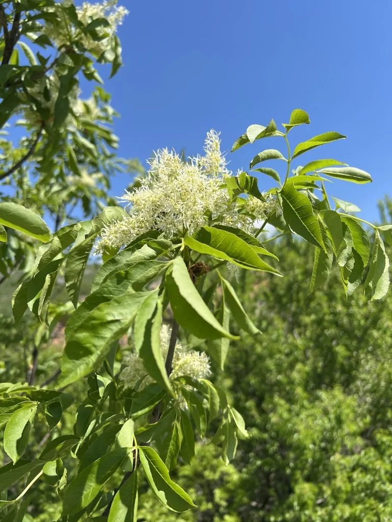Fraxinus Ornus