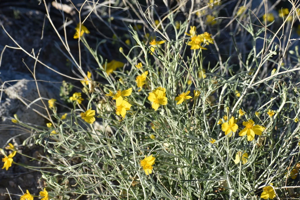 Psilostrophe Cooperi