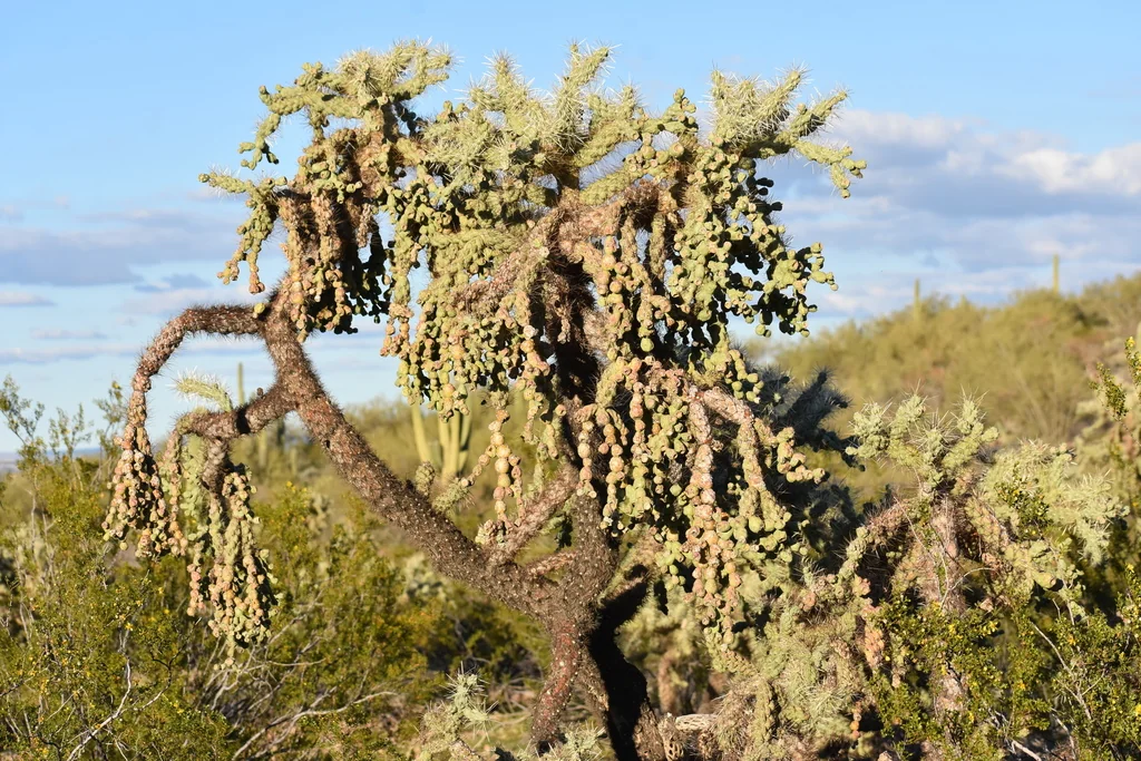 Opuntia Fulgida