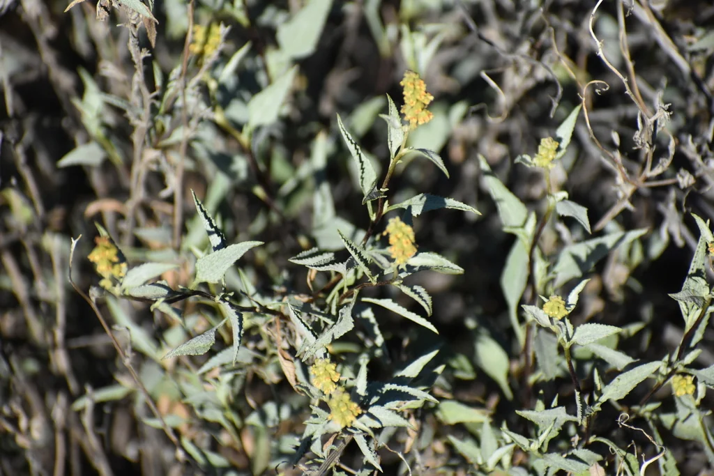 Ambrosia Deltoidea