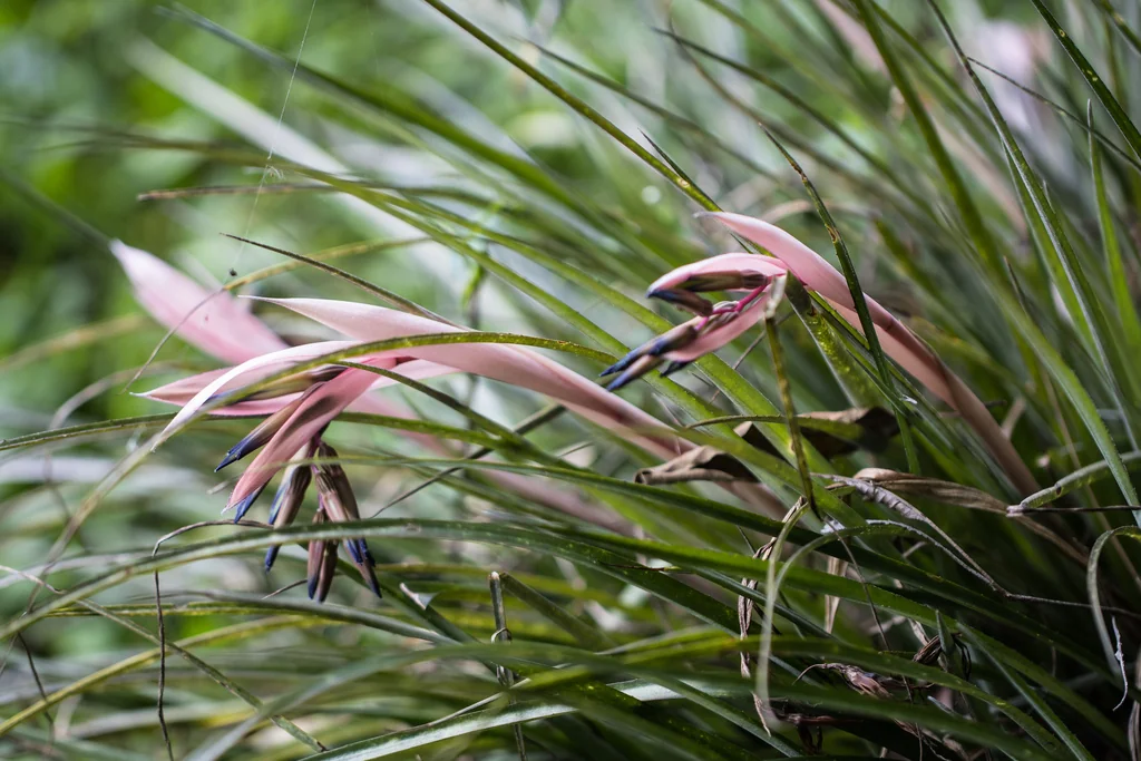 Billbergia Nutans