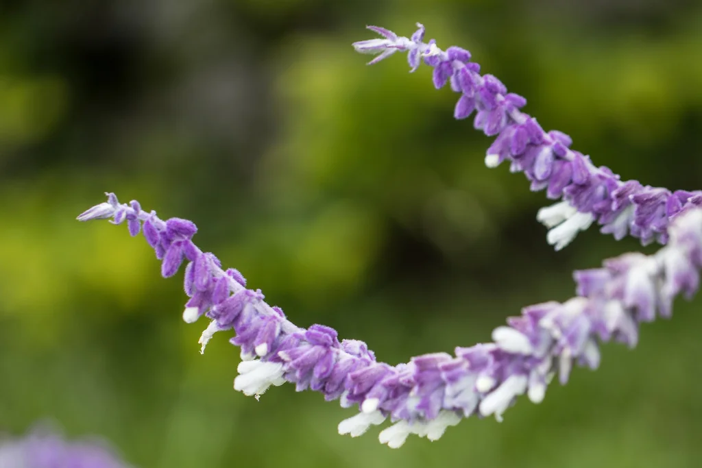 Salvia Leucantha