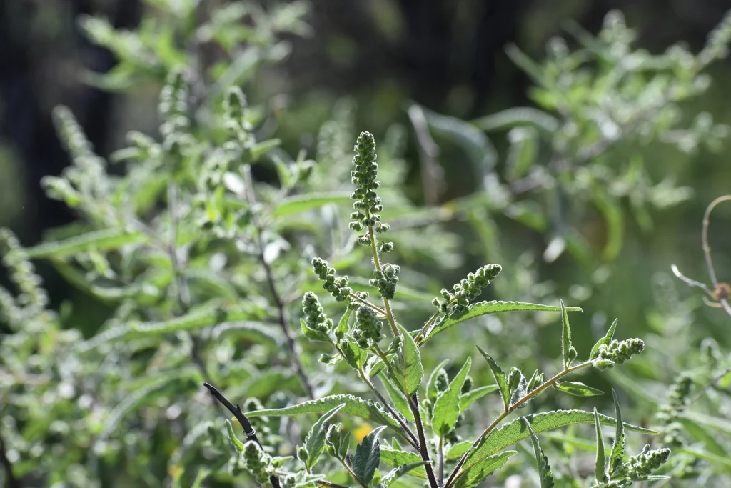 Ambrosia Ambrosioides