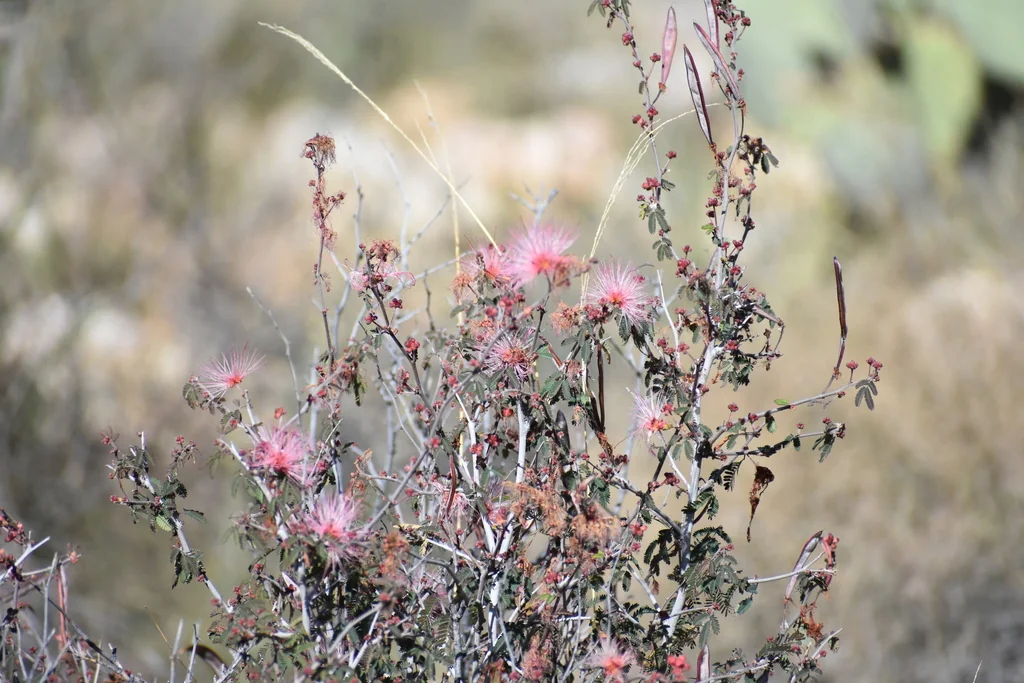 Calliandra Eriophylla
