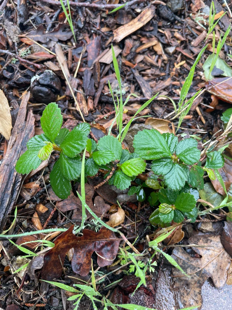 Cercocarpus Betuloides