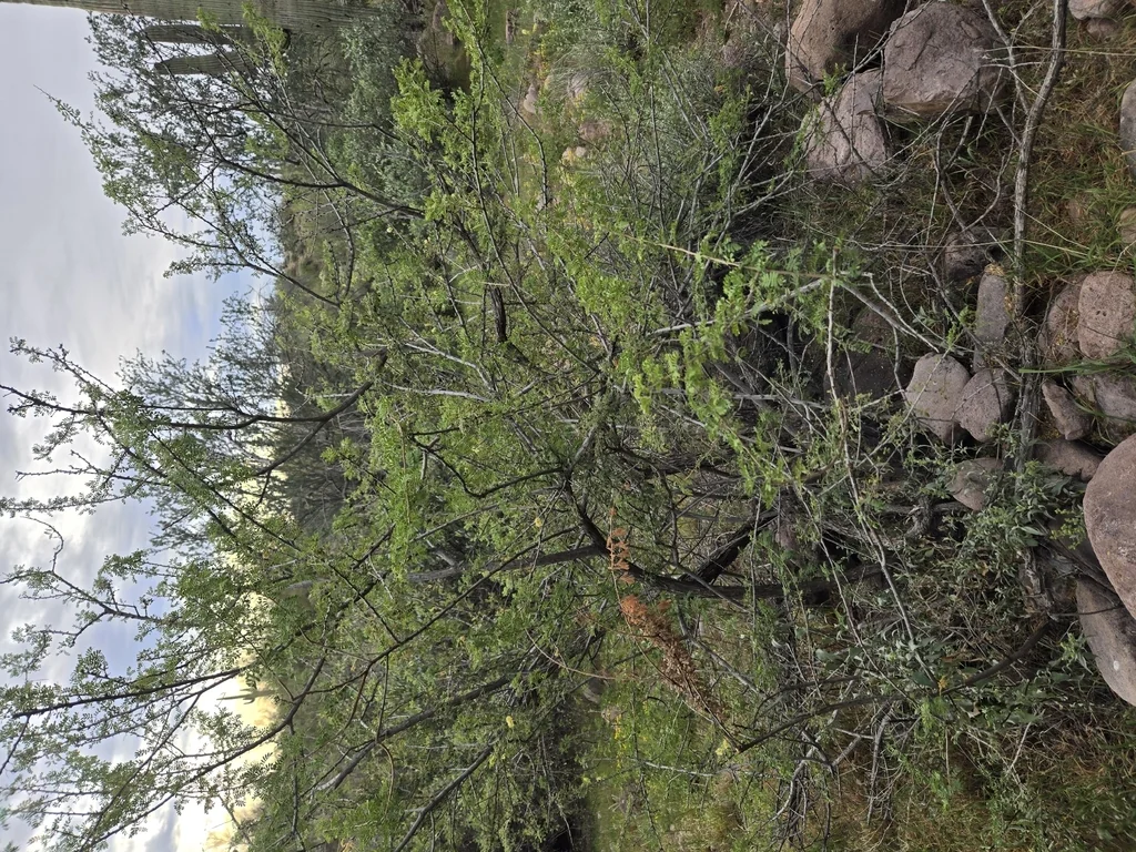 Acacia Greggii