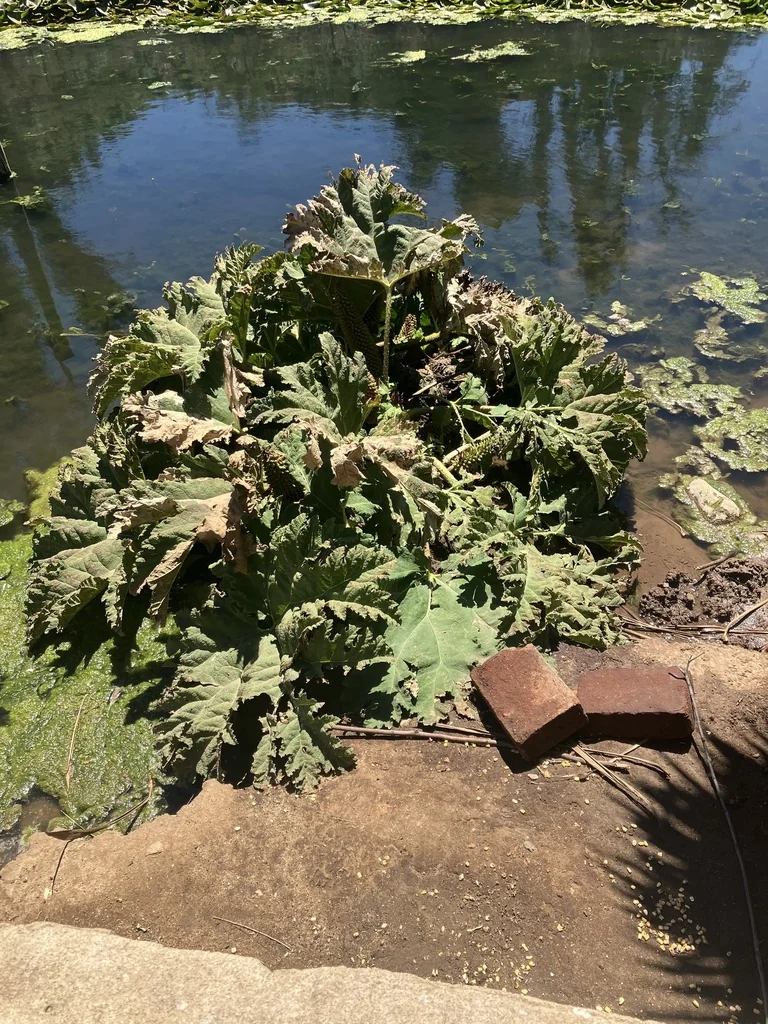 Gunnera Tinctoria