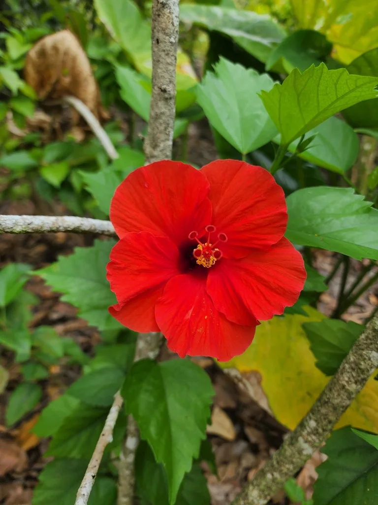 Hibiscus rosa-sinensis