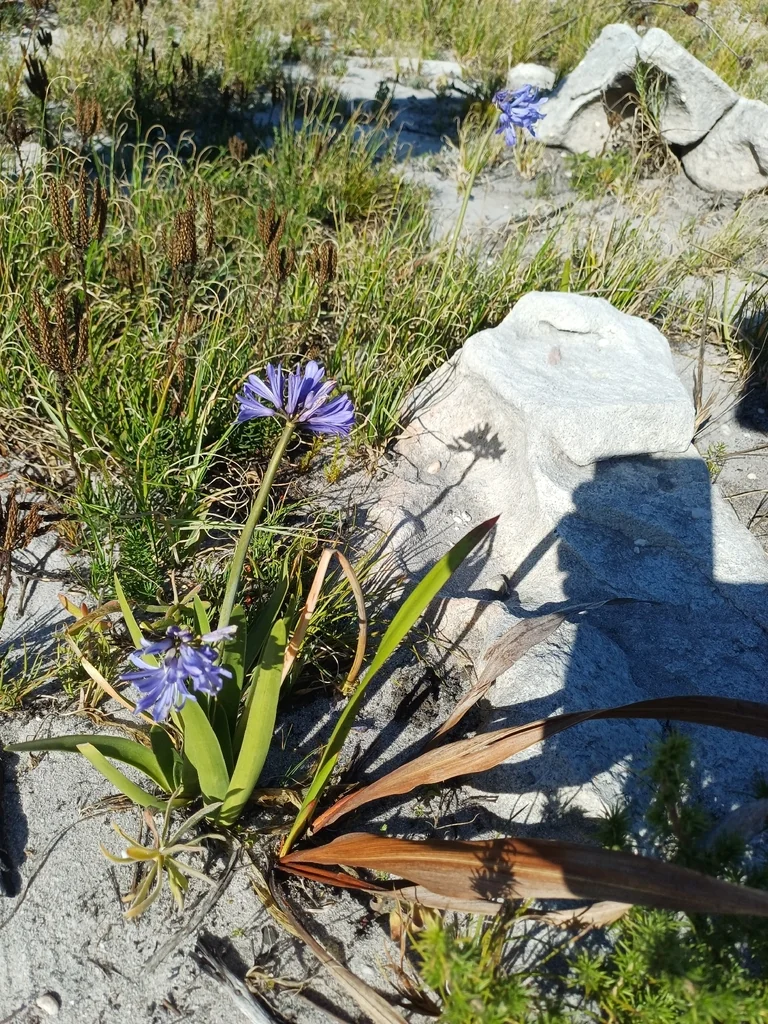 Agapanthus Africanus
