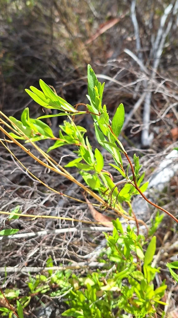 Sollya Heterophylla