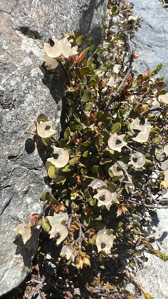 Muehlenbeckia axillaris