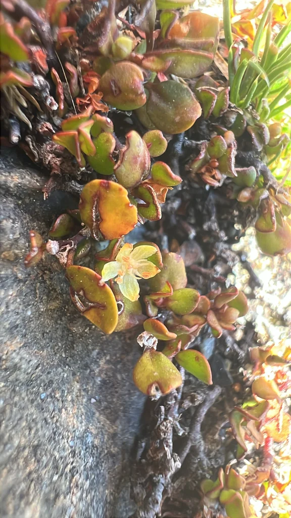 Muehlenbeckia axillaris