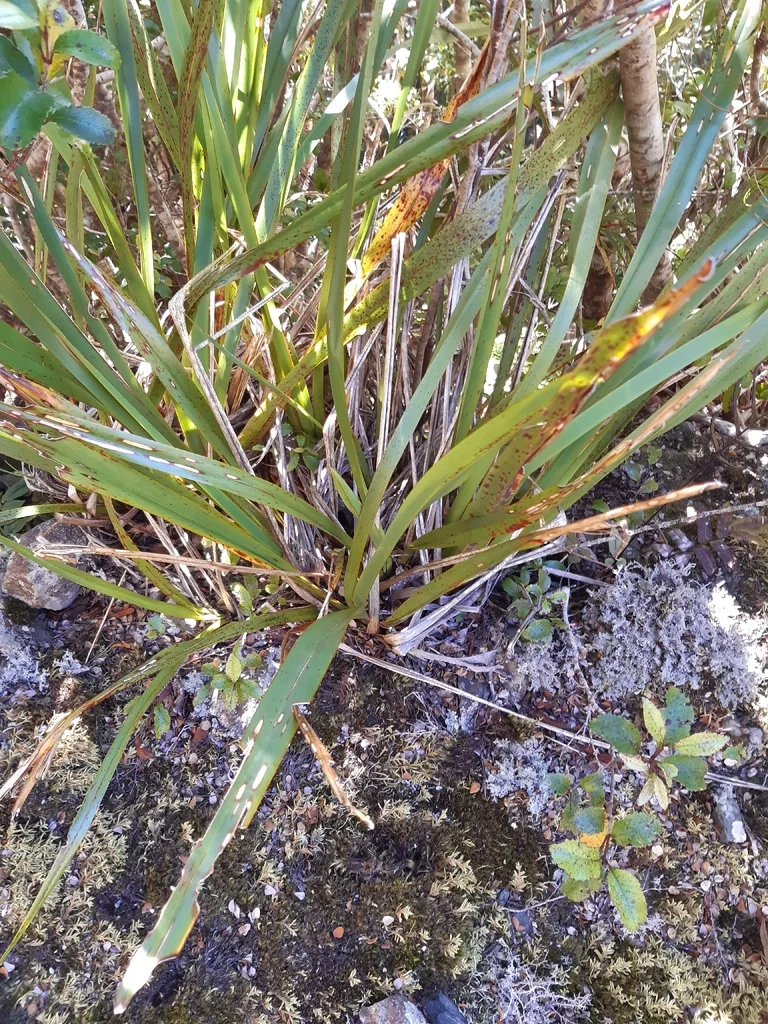 Phormium Cookianum
