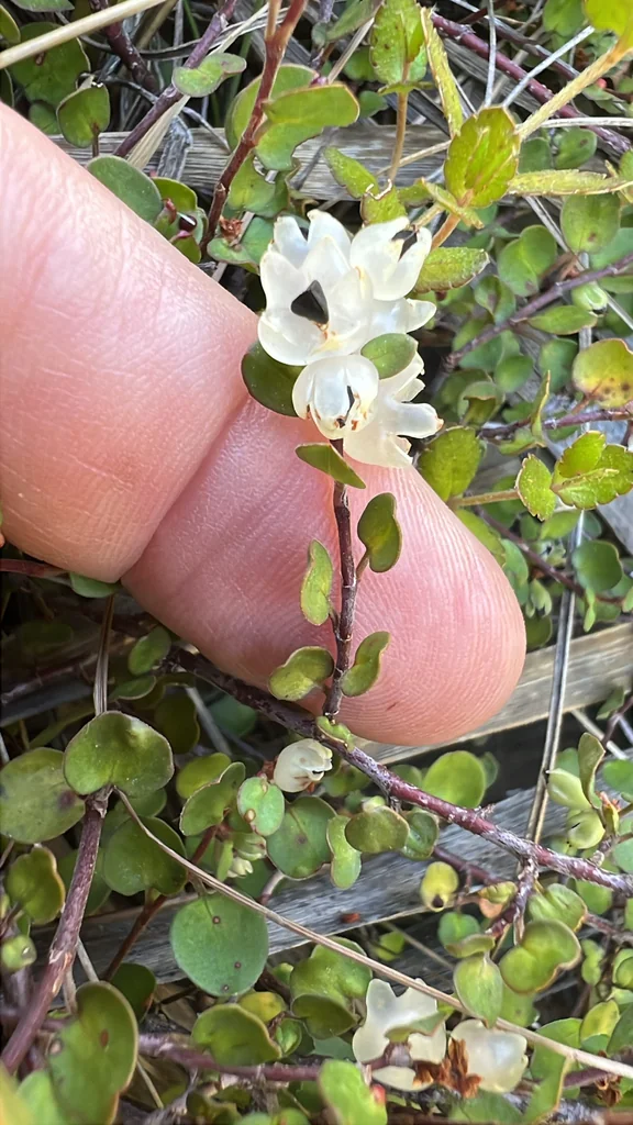 Muehlenbeckia axillaris