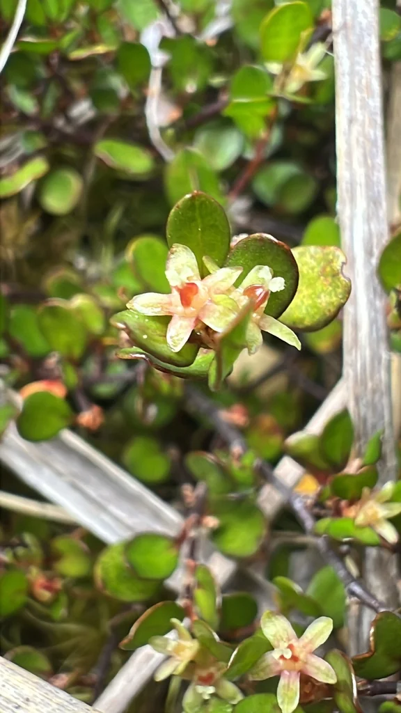 Muehlenbeckia axillaris