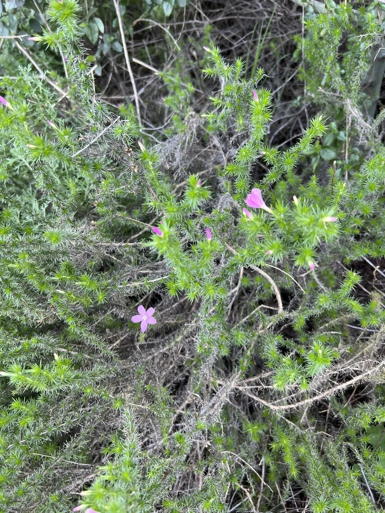 Linanthus Californicus