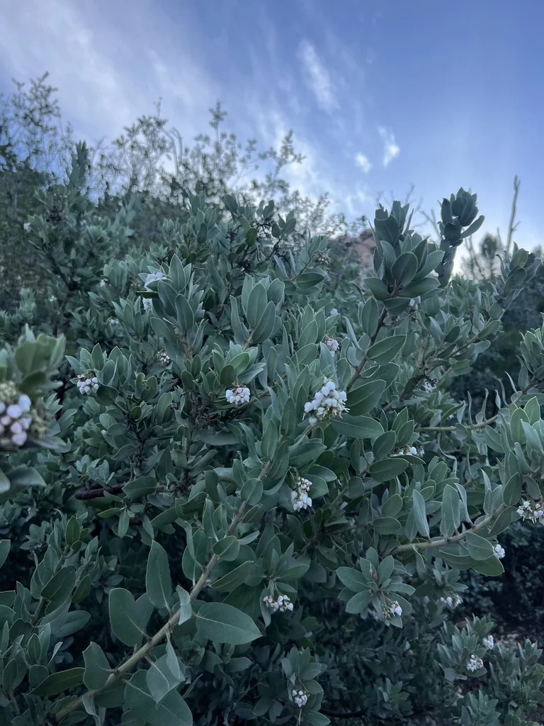 Arctostaphylos Glandulosa