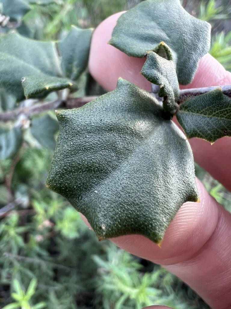 Ceanothus Crassifolius