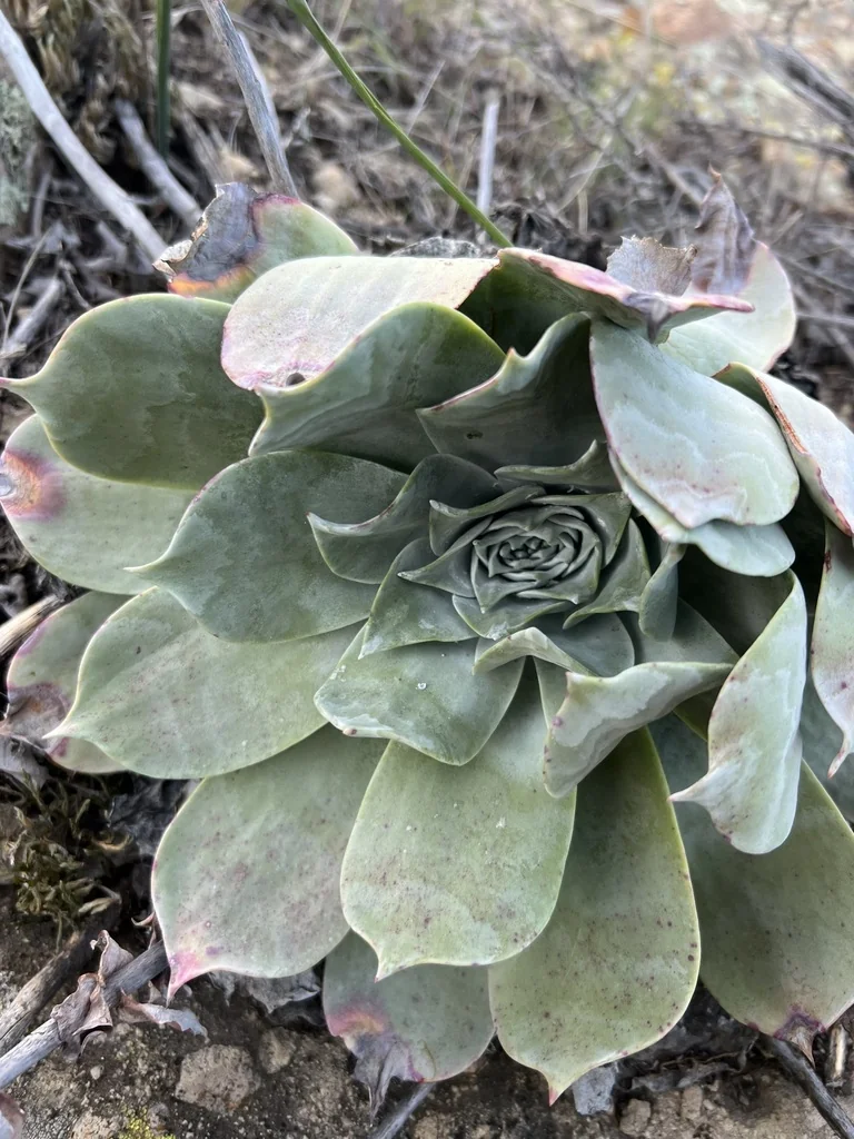 Dudleya Pulverulenta