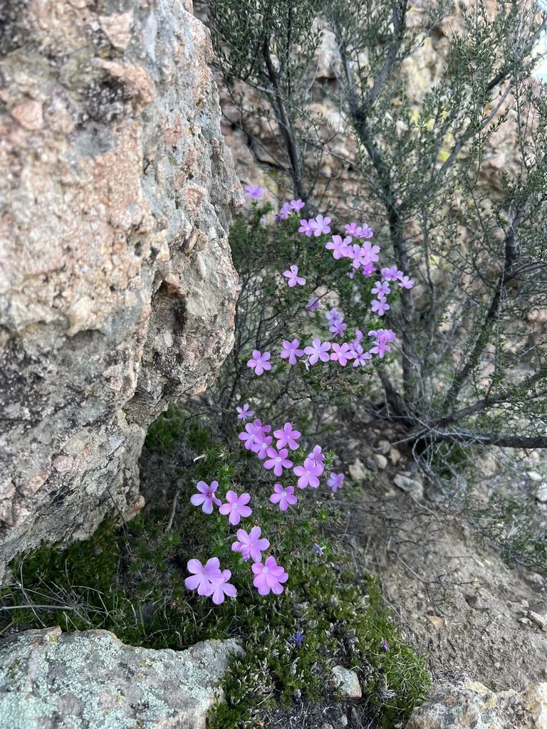 Linanthus Californicus