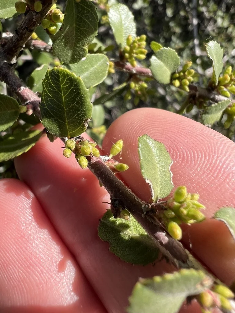 Rhamnus Crocea