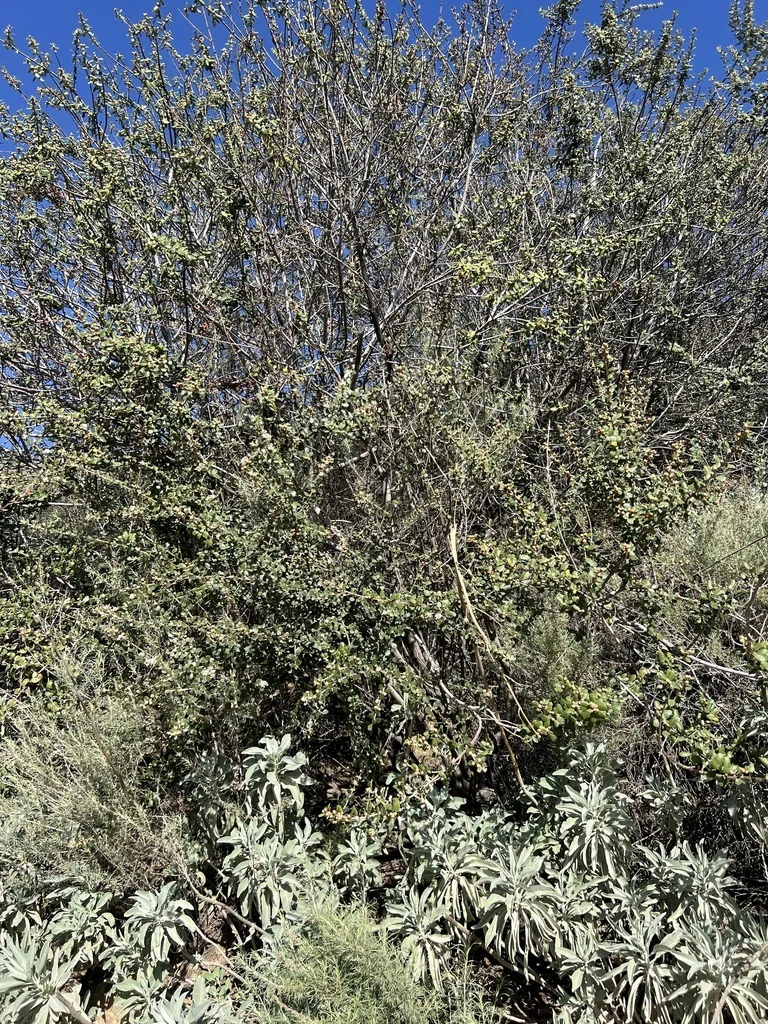 Ceanothus Crassifolius