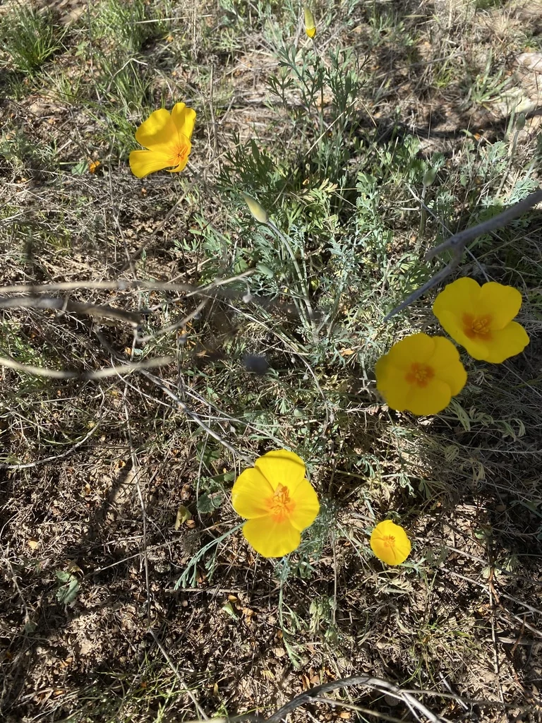 Eschscholzia Mexicana