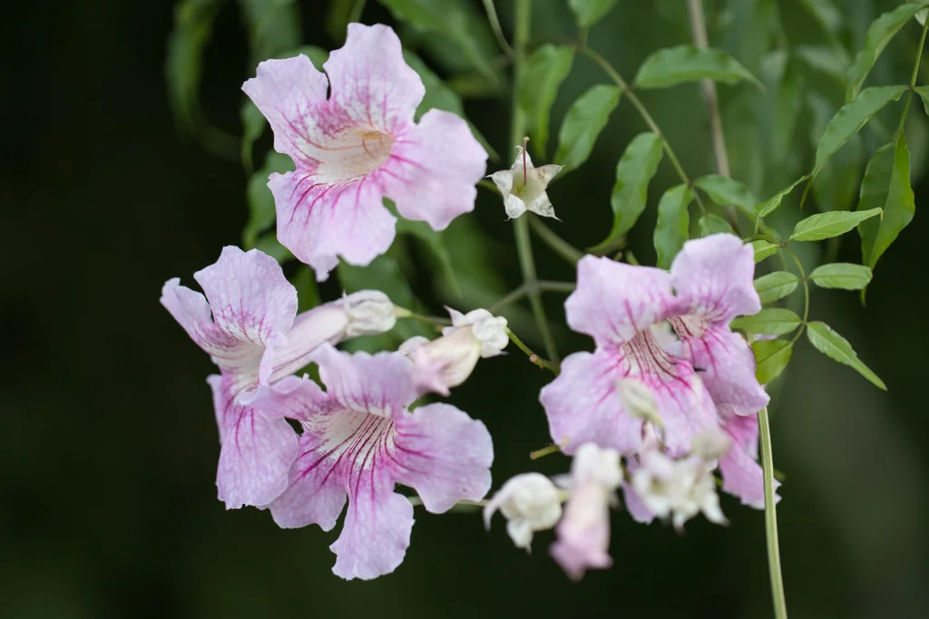 Podranea Ricasoliana