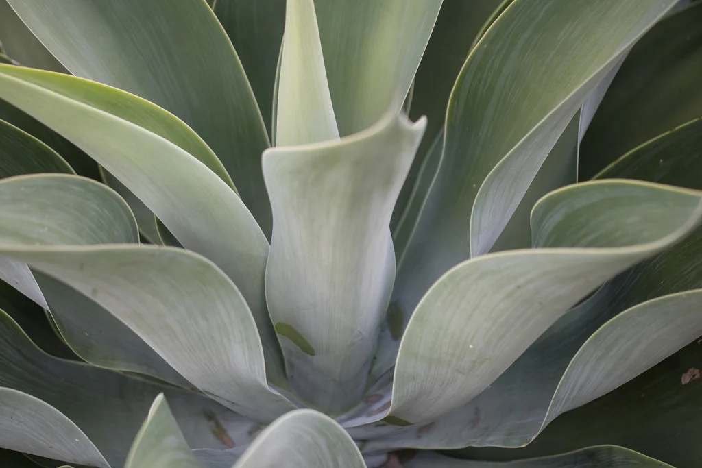 Agave Attenuata