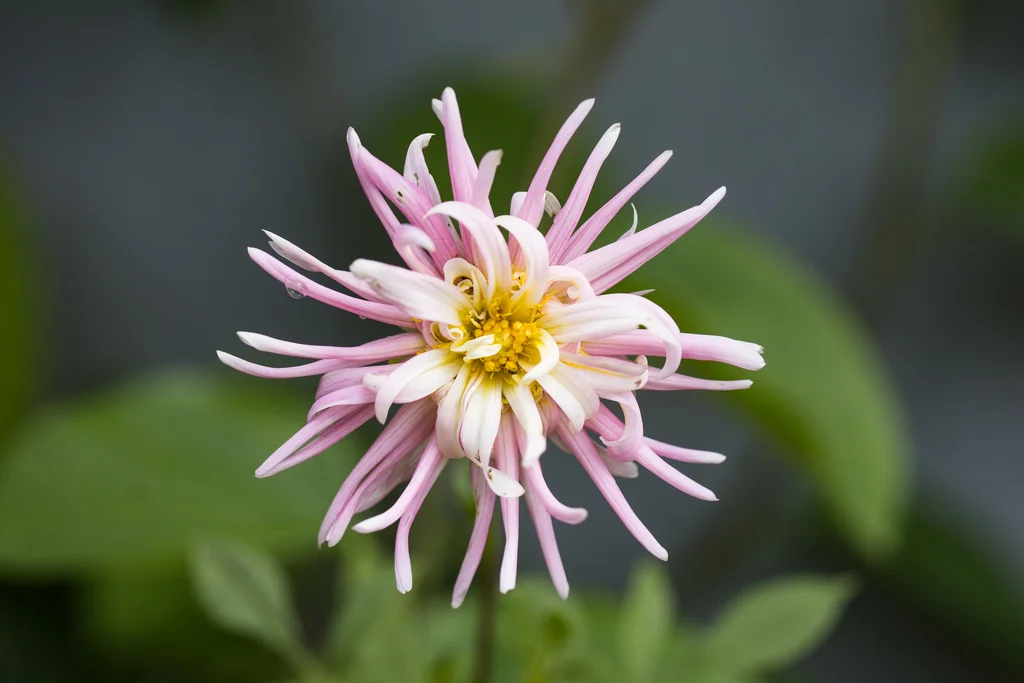 Dahlia variabilis