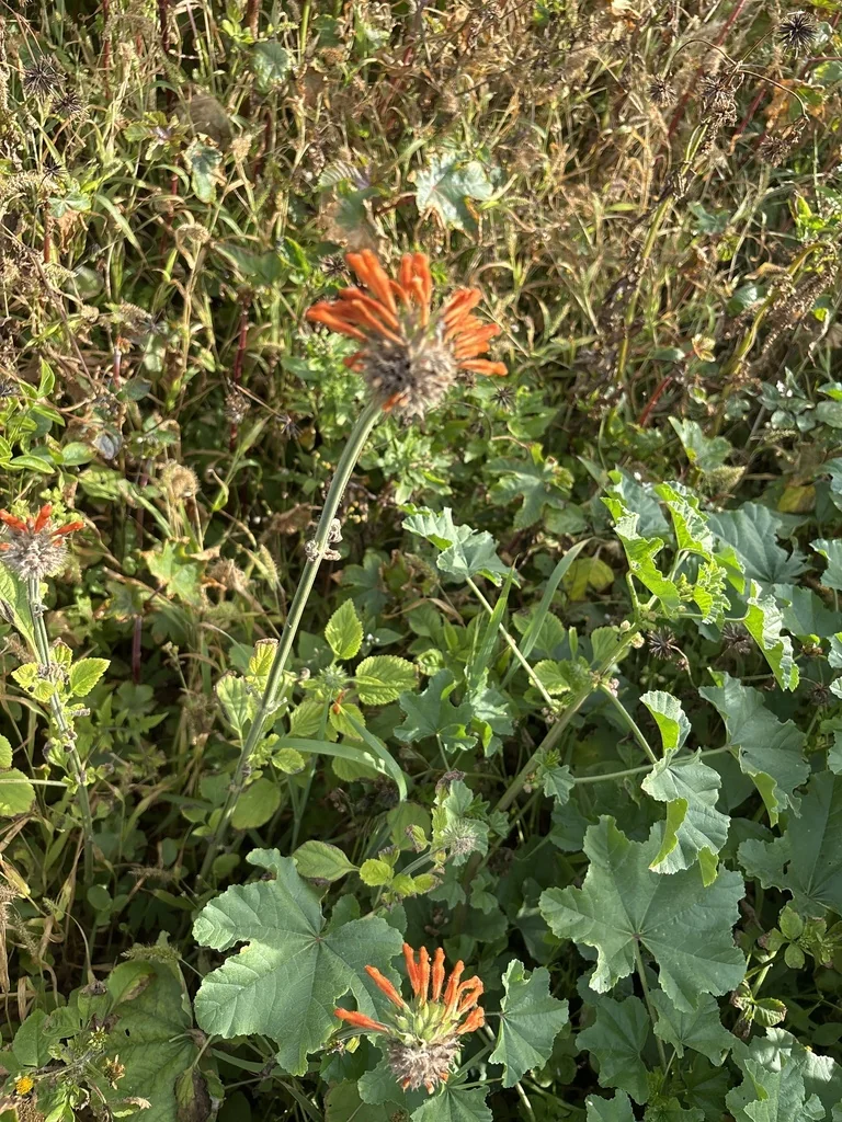 Leonotis Nepetifolia