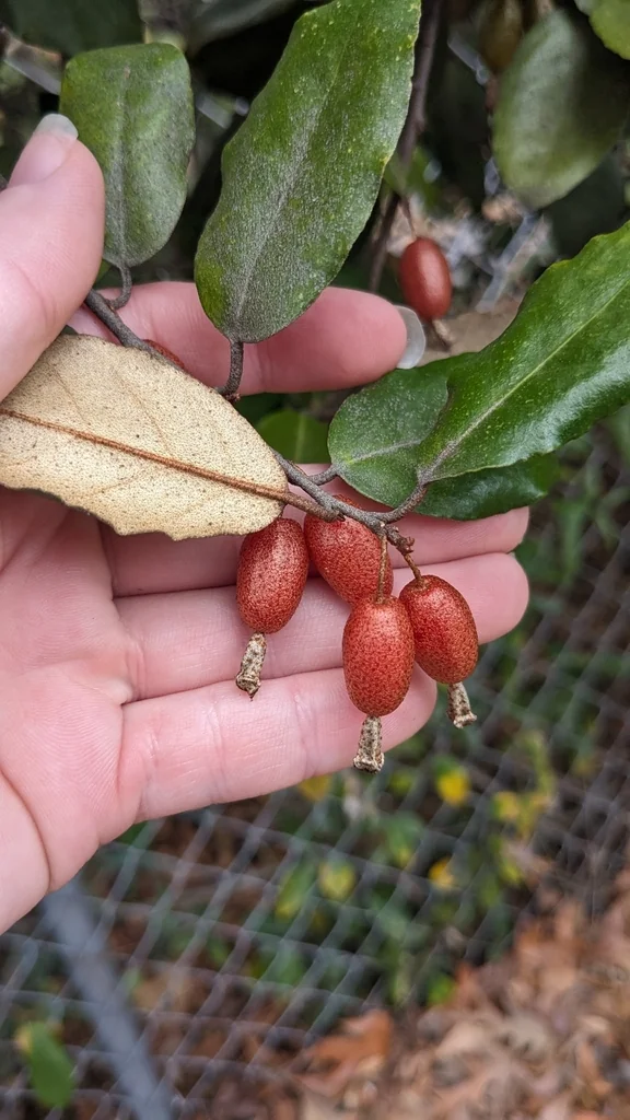Elaeagnus Pungens