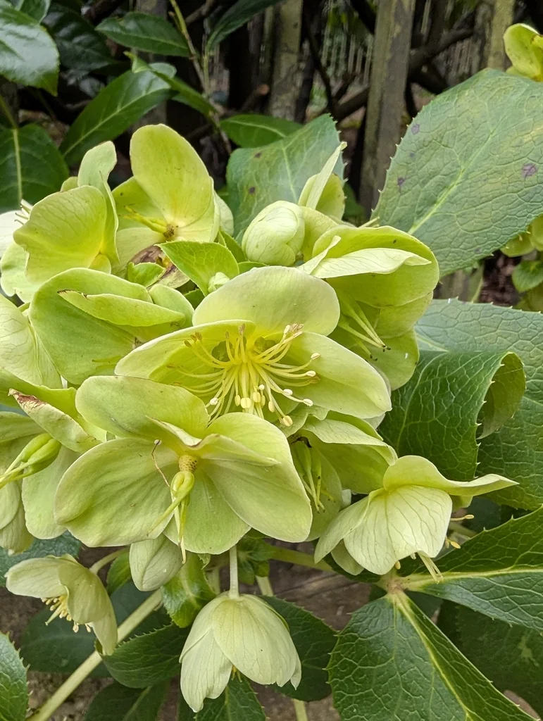 Helleborus Argutifolius