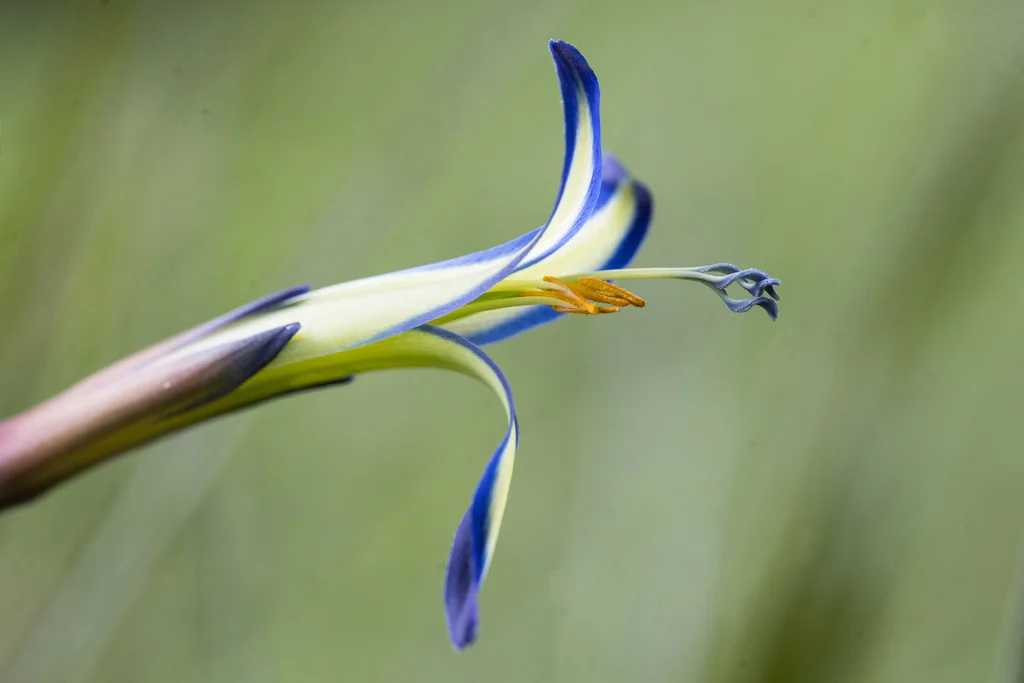 Billbergia Nutans