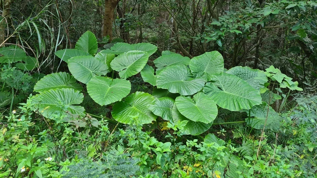 Alocasia amazonica
