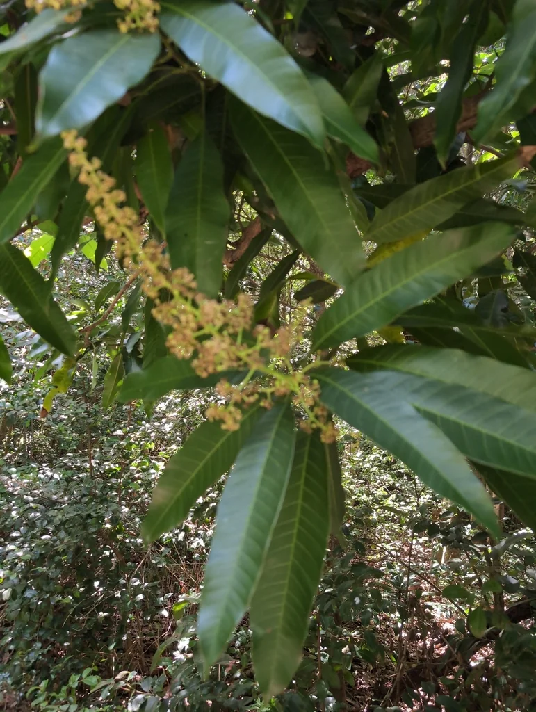 Mangifera indica