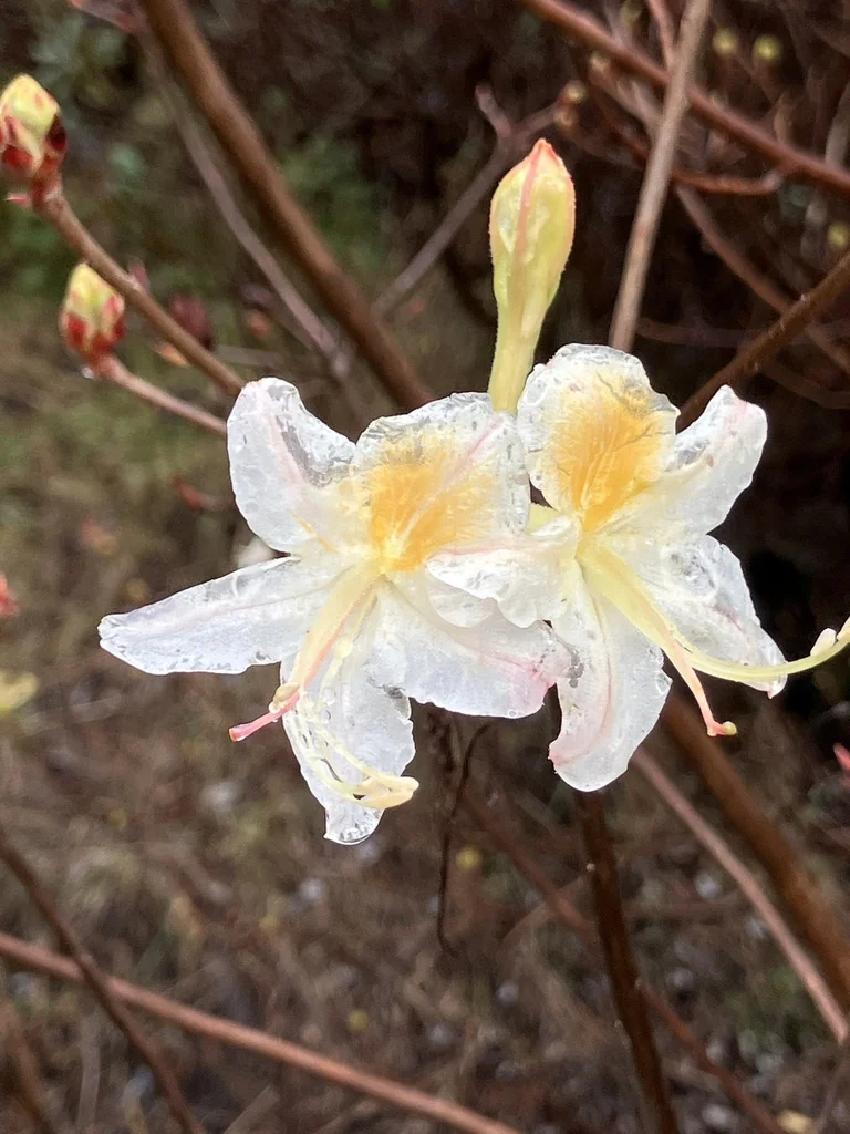 Rhododendron Occidentale